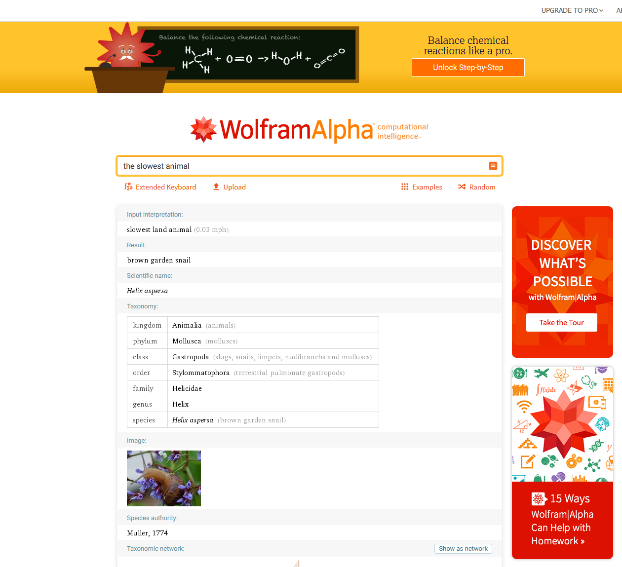 Wolfram Alpha search for slowest animal